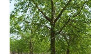 银杏树25公分价格