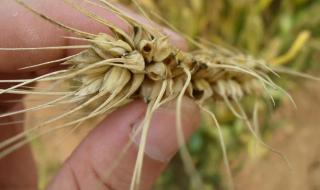 小麦吸浆虫 小麦吸浆虫